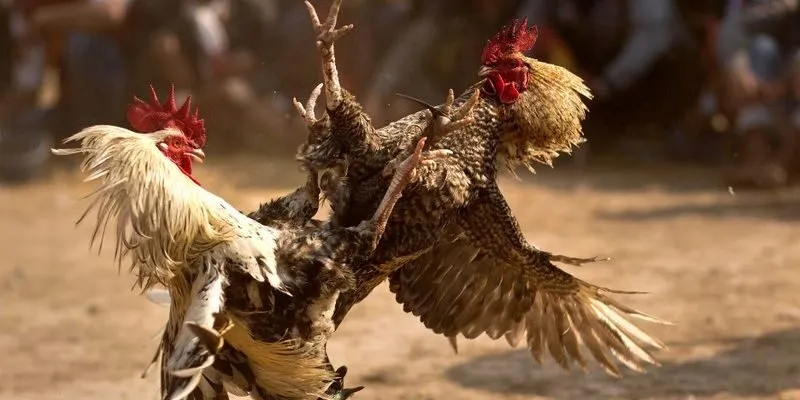 Đa dạng kèo cược trong đá gà