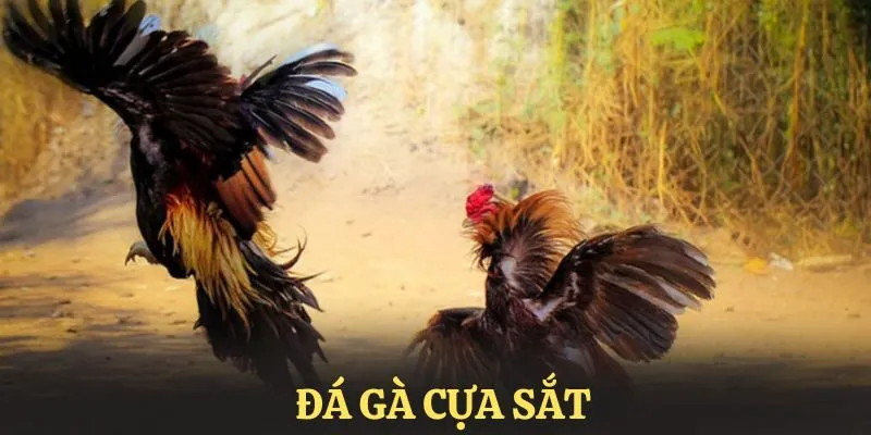 da-ga-cua-sat-anh-nen