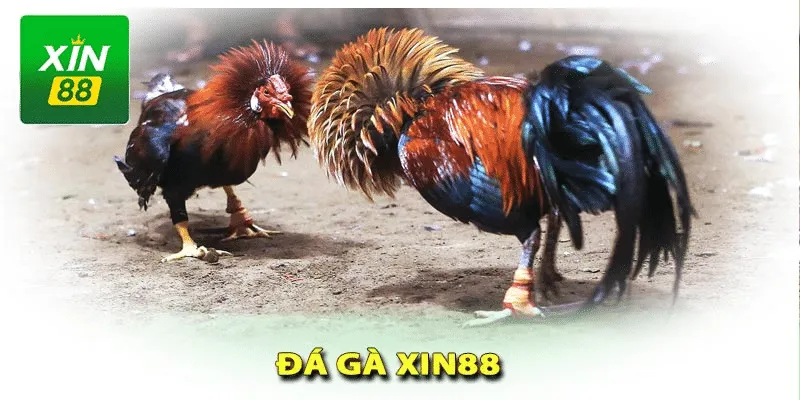 Quan sát kỹ thể trạng gà để chọn chiến kê thích hợp