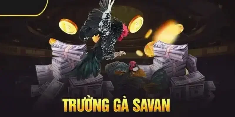 Trường gà Savan Xin88 người chơi có thể tham gia đặt cược với nhiều loại kèo đa dạng